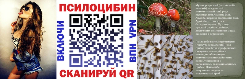 купить   Серафимович  Галлюциногенные грибы Psilocybine cubensis 